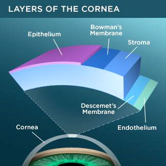 layers-cornea